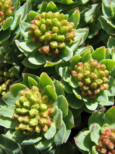 9. Mentalcare - Rhodiola rosea