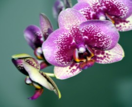 orchidee vierkant